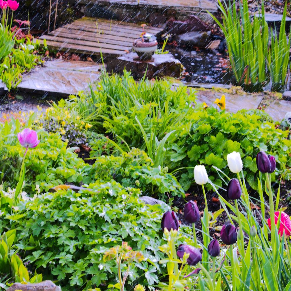 How to Build a Rain Garden in Your Yard (DIY)