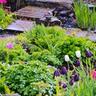 Rain Garden