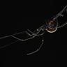 black widow spider