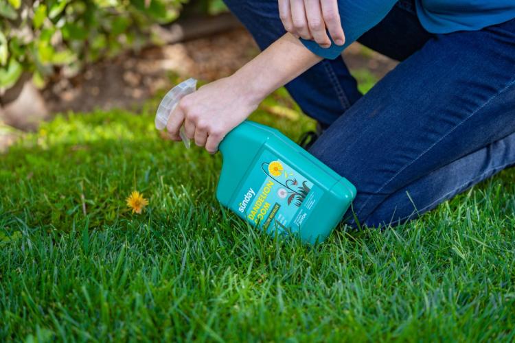 Dandelion Doom selective weed killer spray bottle on lawn