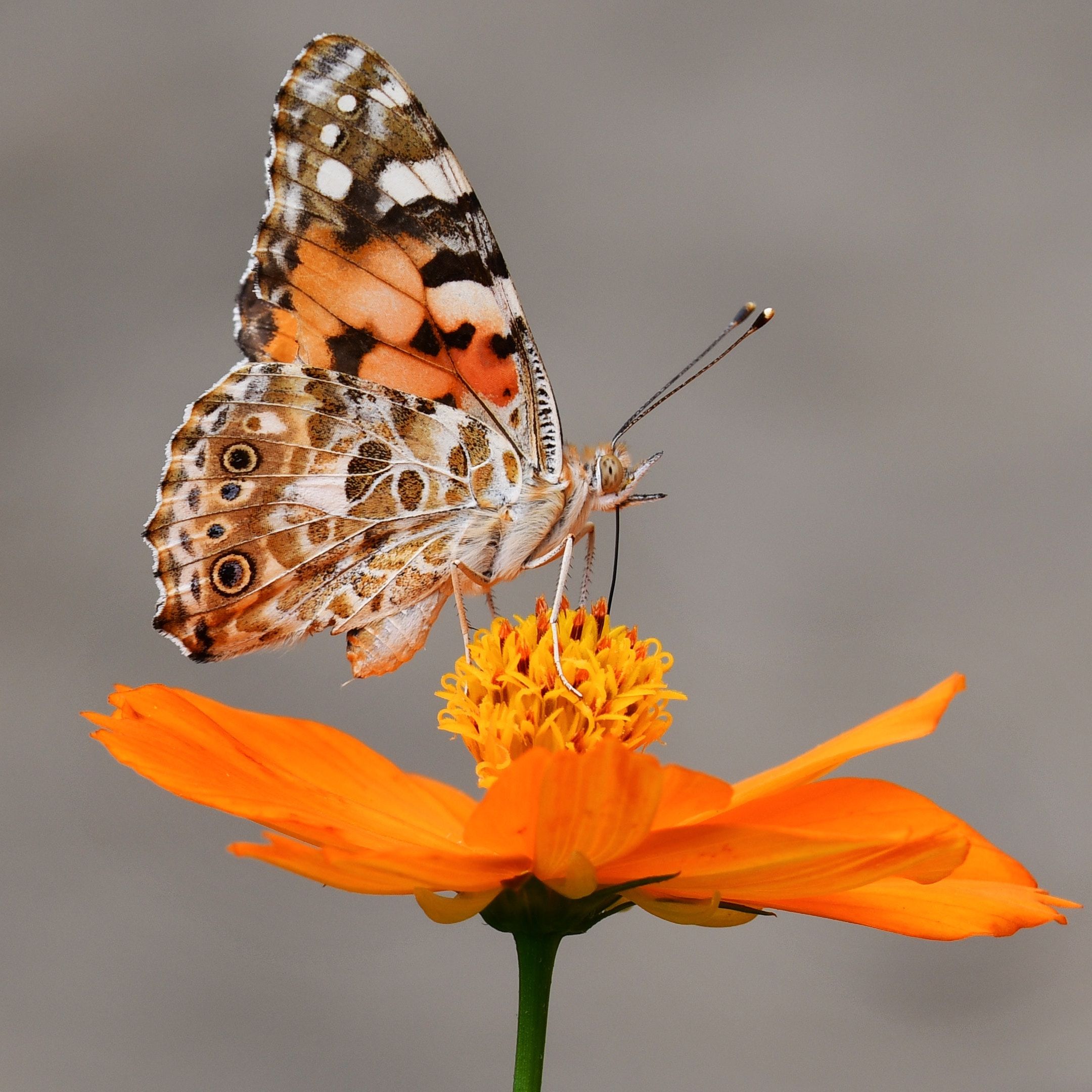 butterfly on orange flower
