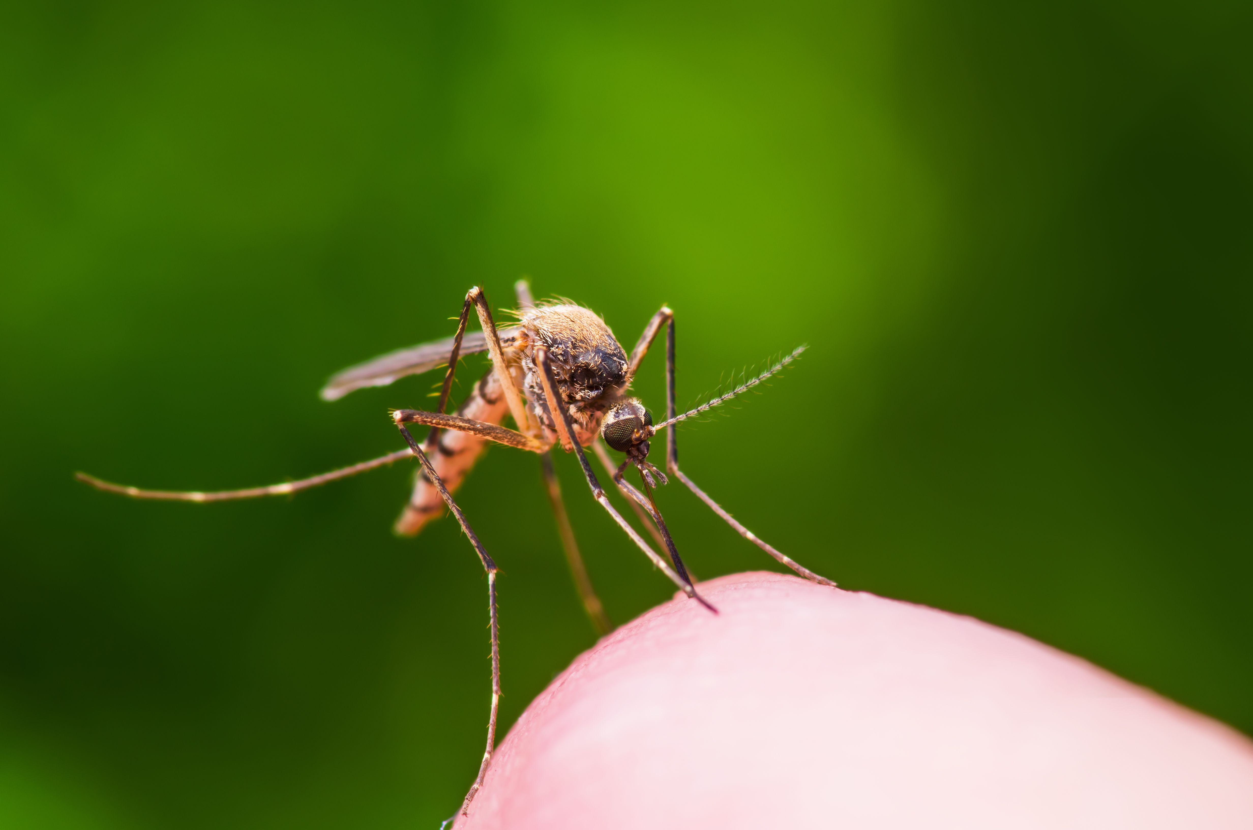 Mosquito on human skin against green outdoors background