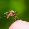 Mosquito on human skin against green outdoors background