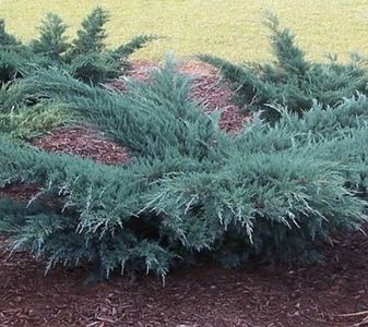 Grey Owl Juniper
