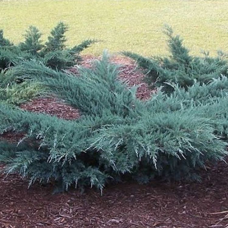 Grey Owl Juniper