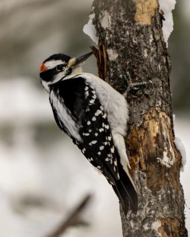 Male woodpecker perched on the bark of a tree.