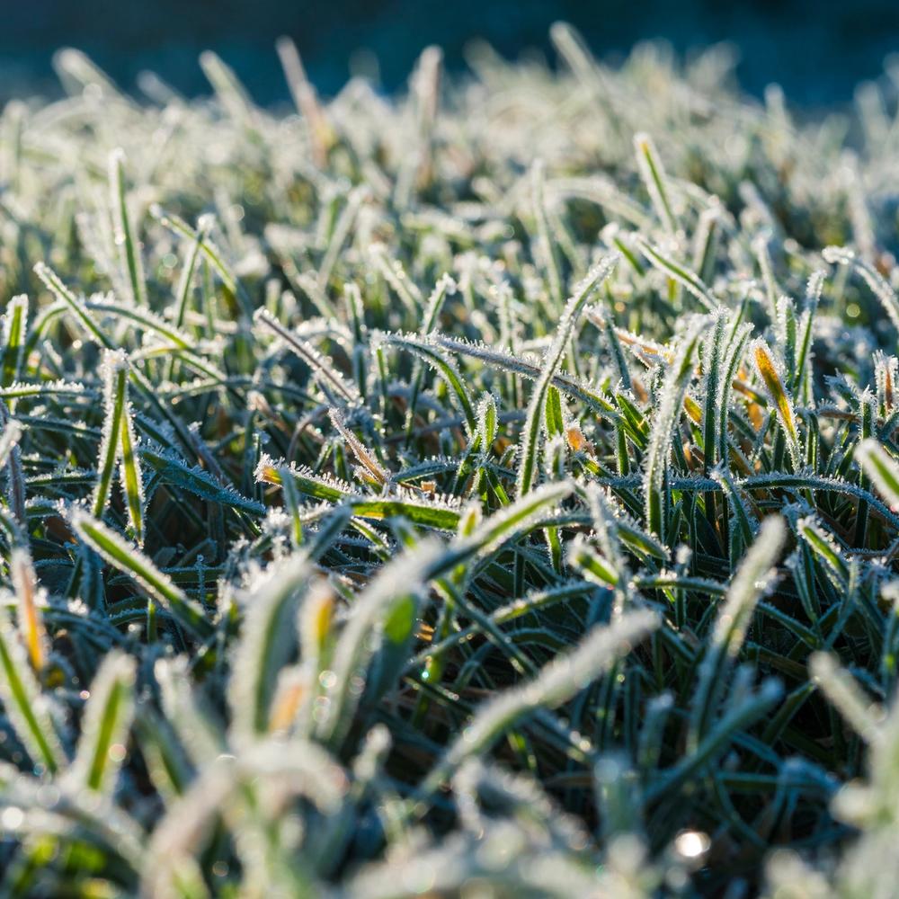 How To Prepare Your Yard for Winter | Sunday Lawn Care How To Prepare Your Yard for Winter | Sunday Lawn Care