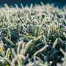 Frost on grass blades across a winter lawn.
