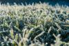 Frost on grass blades across a winter lawn.