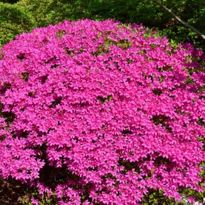 Judge Solomon Azalea Blooms
