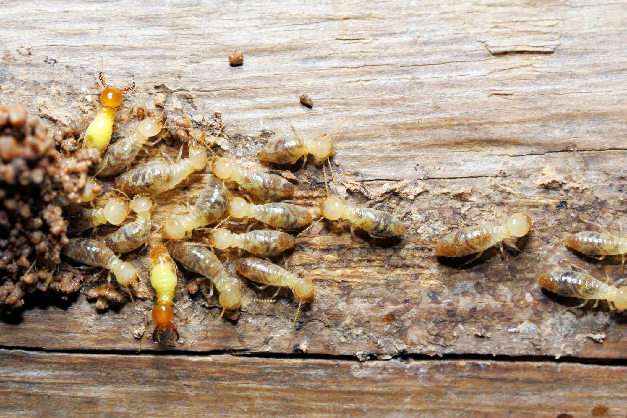 Termites crawling on a piece of wood
