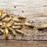 Termites crawling on a piece of wood