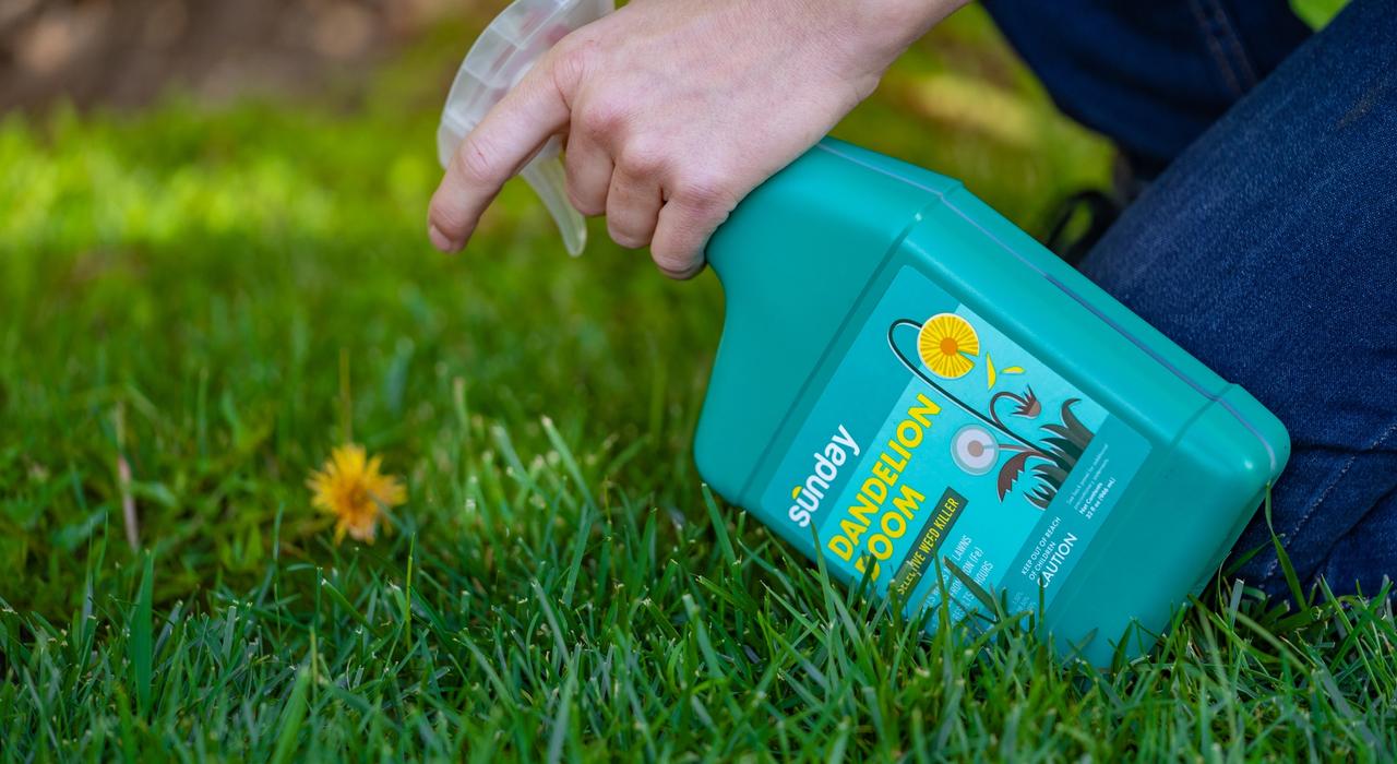 Sunday Dandelion Doom Ready-to-use herbicide application to dandelion
