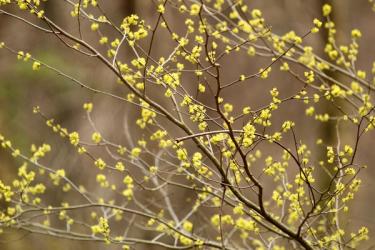 Spicebush