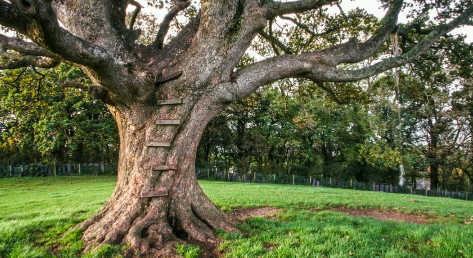 A large old tree with ladder boards to climb into the branches