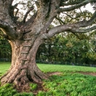 A large old tree with ladder boards to climb into the branches