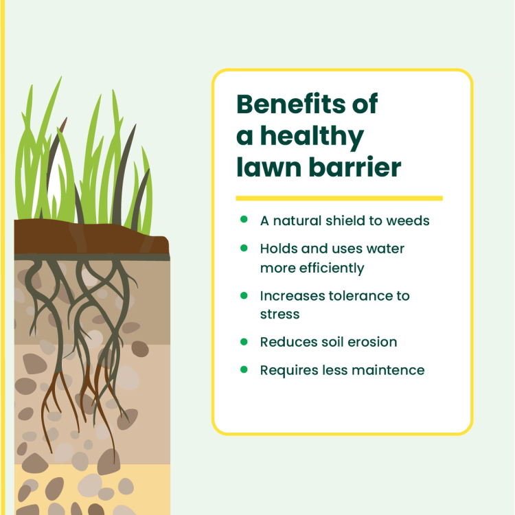 Bermuda Time Bermudagrass Grass Seed | Sunday Lawn Care