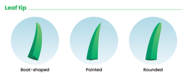 Graphic that shows types of leaf tips for identifying grass