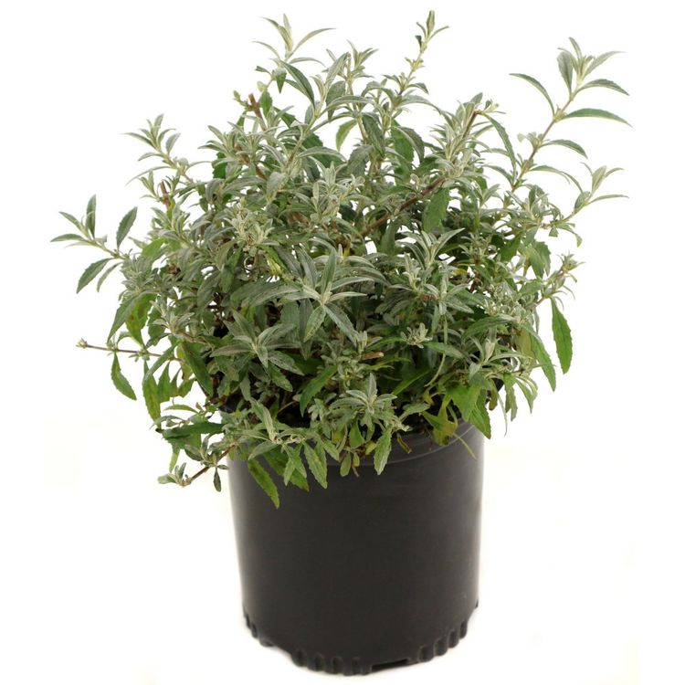 Honeycomb Butterfly Bush Trade Gallon Pot