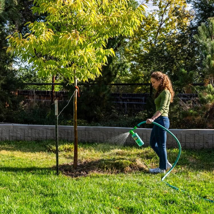 Woman applying WonderFert Tree & Shrub to a small tree with a hose