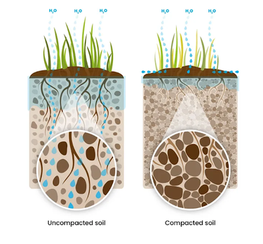 Uncompacted soil vs. Compacted soil