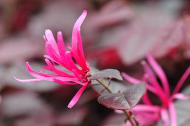 Carolina Midnight Loropetalum