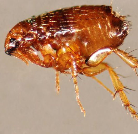 flea on brown background