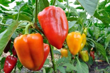 red and yellow bell peppers in a home garden