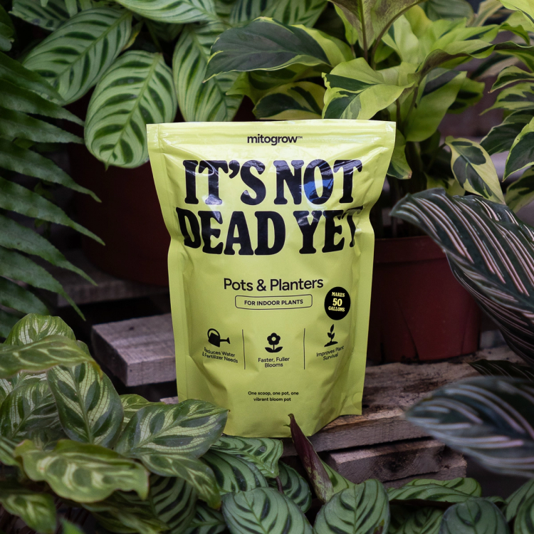 MitoGrow Pot & Planters bag near leaves