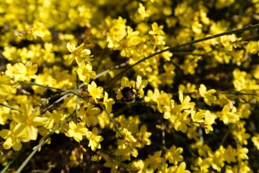 Winter Jasmine