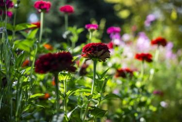 Zinnias in garden