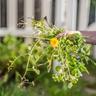 Person holding pulled weeds in lawn