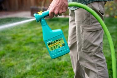 Applying Weed & Green to lawn