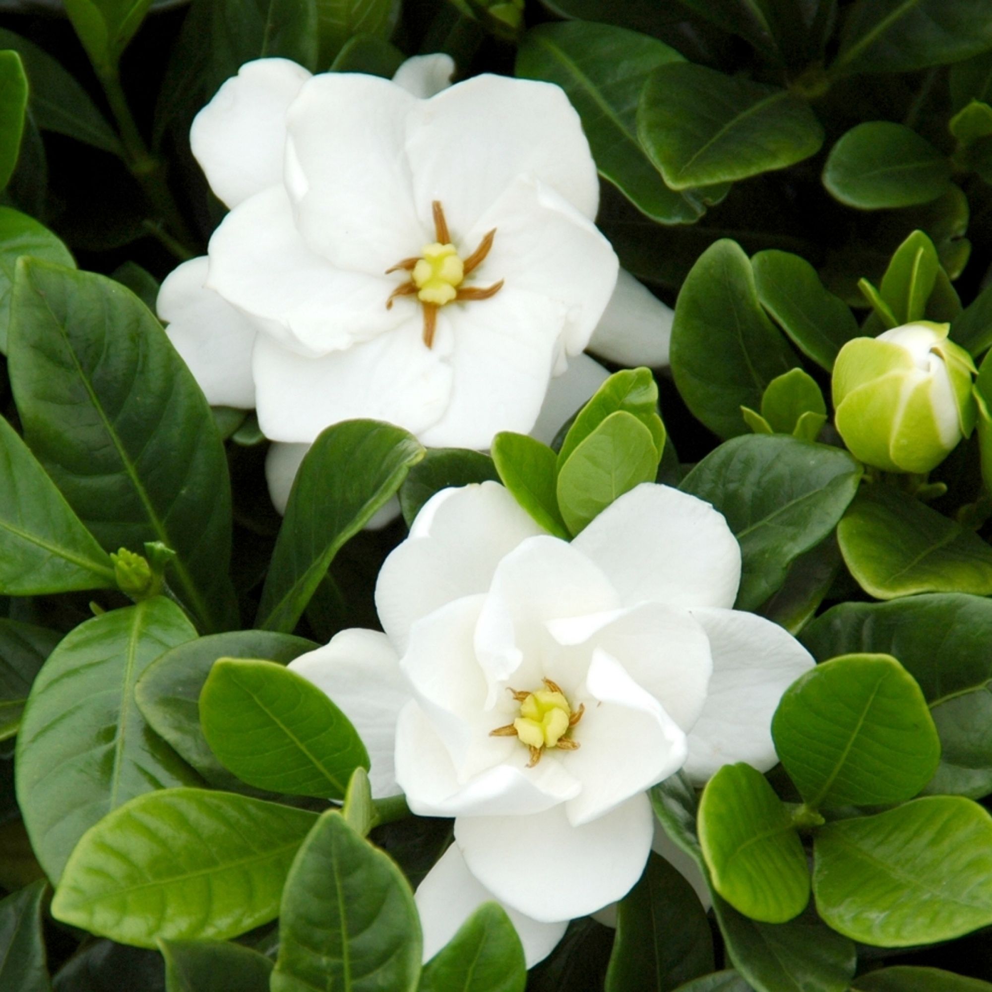 Buttons Gardenia Blooms