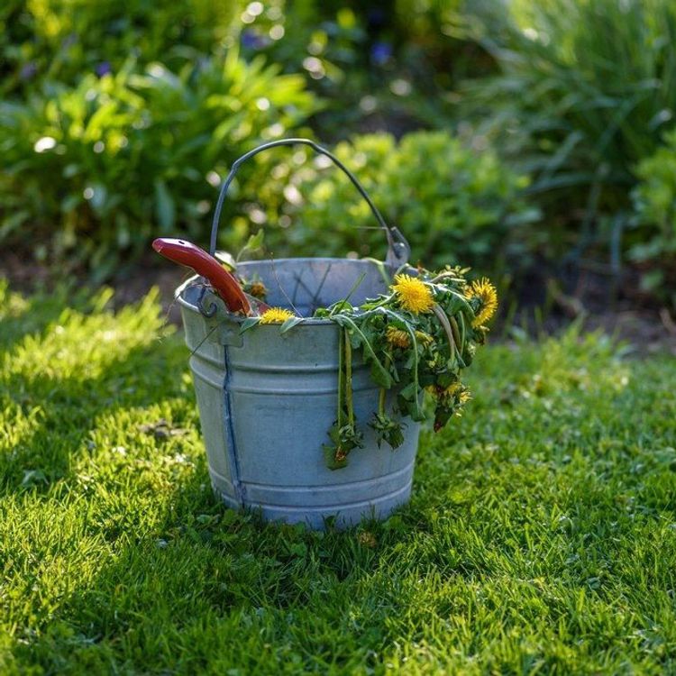 bucket on lawn