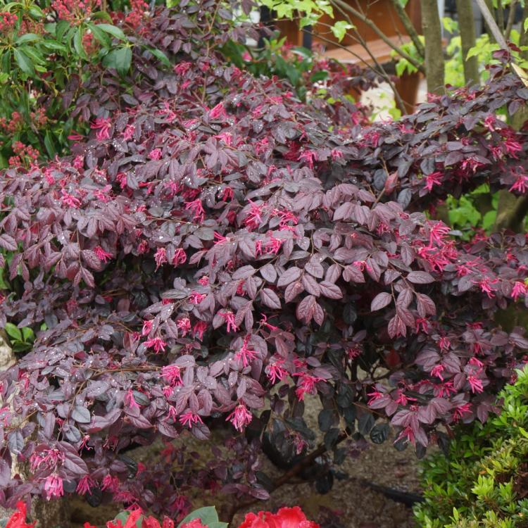 Carolina Midnight Loropetalum Yard