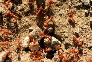 A group of Red imported fire ants