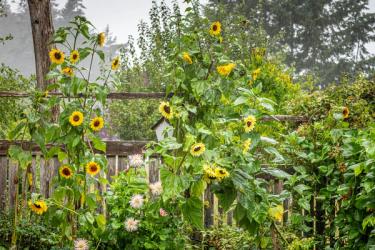 Sunflowers in a backyard