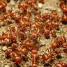Close up of group of harvester ants on dirt