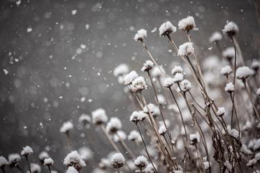Dried Coneflower in Winter