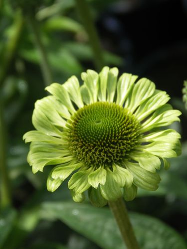 Green Jewel Coneflower
