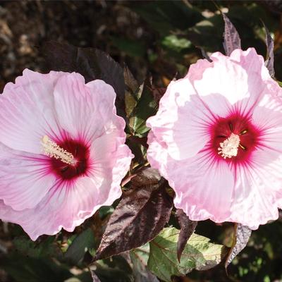 Head Over Heels Hardy Hibiscus Closeup
