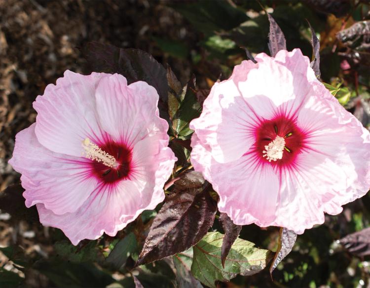 Head Over Heels Hardy Hibiscus Closeup