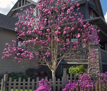 Galaxy Magnolia Tree Yard