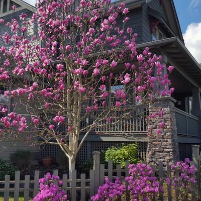 Galaxy Magnolia Tree Yard