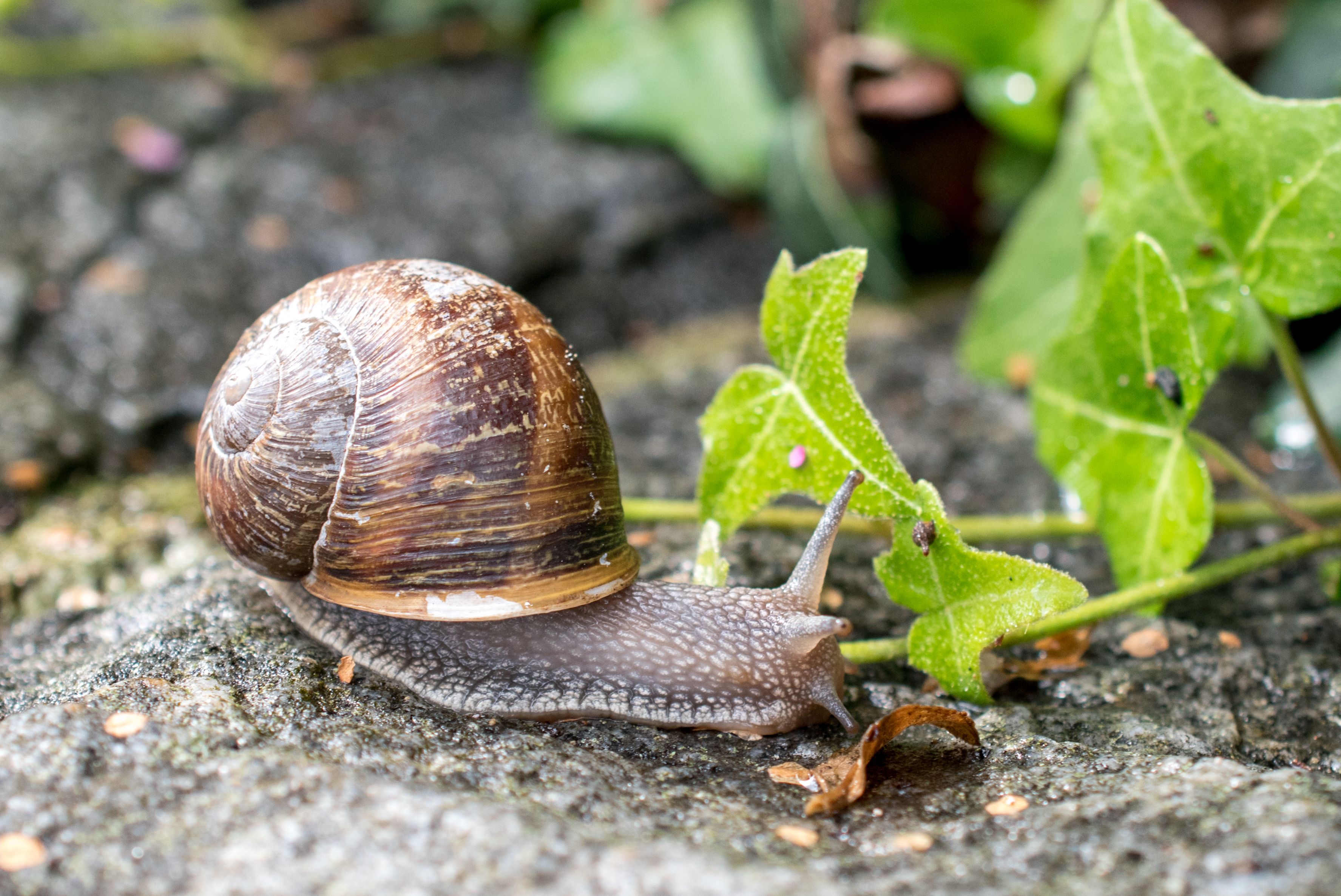 A snail crawling on the ground