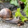 A snail crawling on the ground