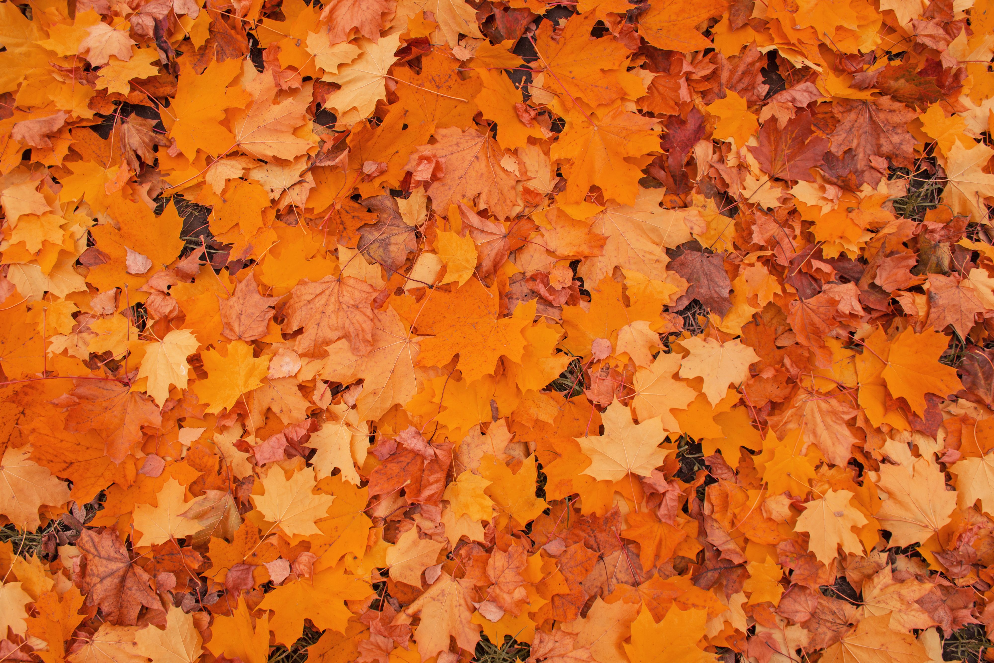 Bed of fallen leaves on ground