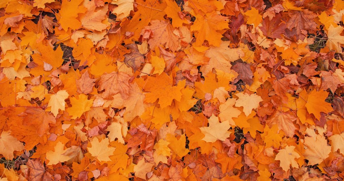How to Mulch Fall Leaves — And Why It's Better Than Raking Sunday