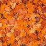Bed of fallen leaves on ground